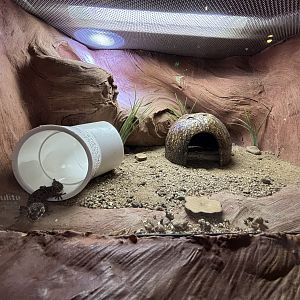 Carrot-tailed Viper Gecko Exhibit