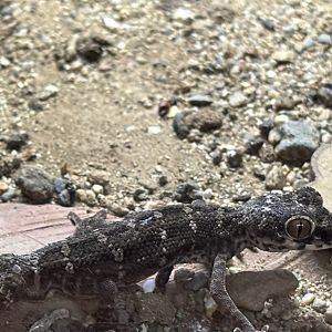 Carrot-tailed Viper Gecko