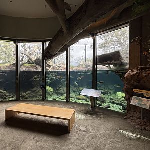 Beaver Exhibit