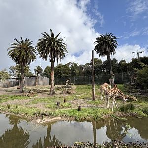 Giraffe Exhibit - 6 giraffes
