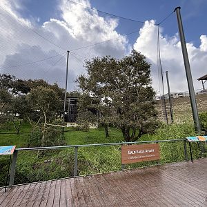 Bald Eagle Aviary
