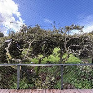 California Condor Aviary