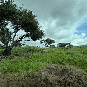 Grizzly Bear Exhibit - 4 bears
