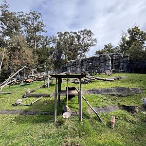 Hamadryas Baboon Exhibit
