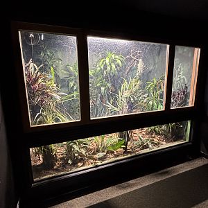 Golden Silk Spider Exhibit