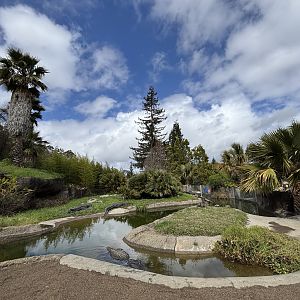 American Alligator Exhibit