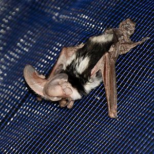 AZ Bat Rescue - Spotted Bat (Euderma maculatum)