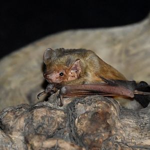 AZ Bat Rescue - Western Yellow Bat (Lasiurus xanthinus)