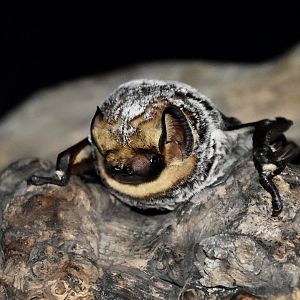 AZ Bat Rescue - Hoary Bat (Lasiurus cinereus)