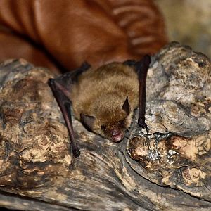 AZ Bat Rescue - Western Small-Footed Myotis (Myotis ciliolabrum)