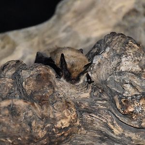 AZ Bat Rescue - California Myotis (Myotis californicus)