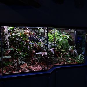 Tank 4 (species list in comments)