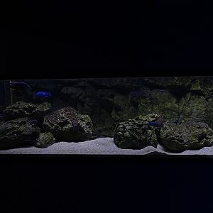 Tank 5 (Malawi) (species list in comments)