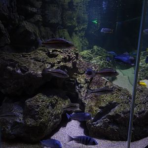 Tank 5 (Malawi) (species list in comments)