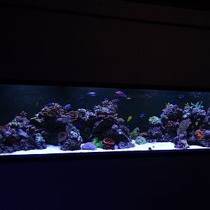 Tank 7 (species list in comments)