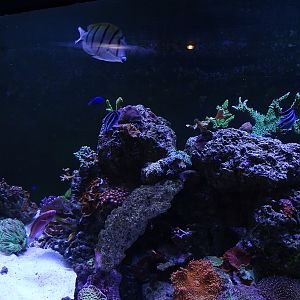 Tank 7 (species list in comments)