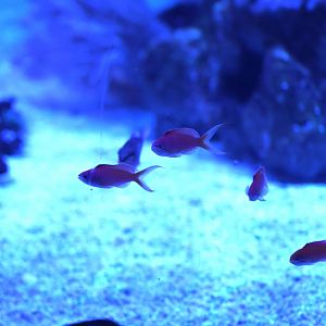 ID? - SEA LIFE Sydney