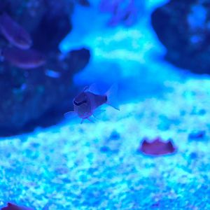 ID? - SEA LIFE Sydney