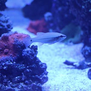 Cardinalfish ID? - SEA LIFE Sydney