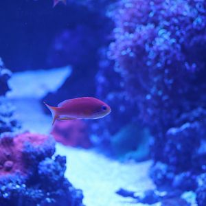 Anthias ID? - SEA LIFE Sydney