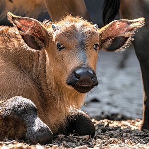 African forest buffalo