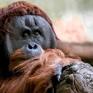 Sumatran orangutan