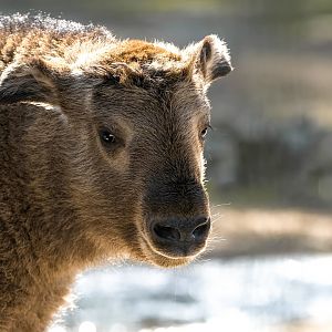 Golden takin