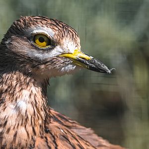 Eurasian stone-curlew
