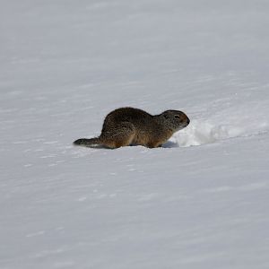 Uinta Ground Squirrel (Urocitellus armatus)