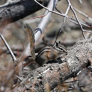 Crater Chipmunk (Neotamias cratericus)