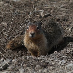 Columbian Ground Squirrel (Urocitellus columbianus)