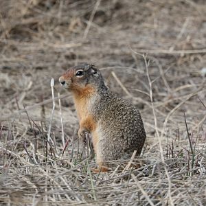 Columbian Ground Squirrel (Urocitellus columbianus)