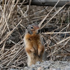 Columbian Ground Squirrel (Urocitellus columbianus)