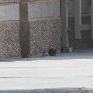 montane vole (Microtus montanus)