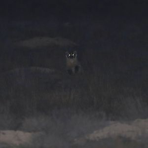 American badger (Taxidea taxus)