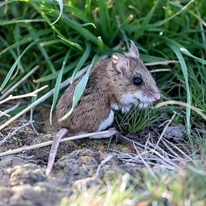 Western Deer Mouse (Peromyscus sonoriensis)