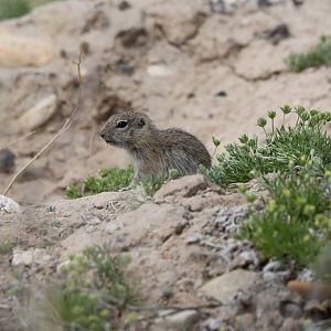 Snake River Plain Ground Squirrel (Urocitellus {mollis} idahoensis)