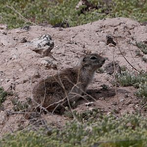 Snake River Plain Ground Squirrel (Urocitellus {mollis} idahoensis)