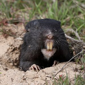 Townsend's Pocket Gopher (Thomomys townsendii)