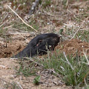 Townsend's Pocket Gopher (Thomomys townsendii)
