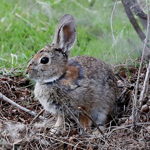 Mountain Cottontail (Sylvilagus nuttallii)