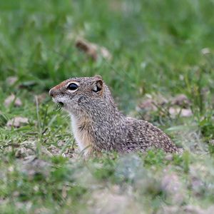 Idaho Ground Squirrel (Urocitellus brunneus)
