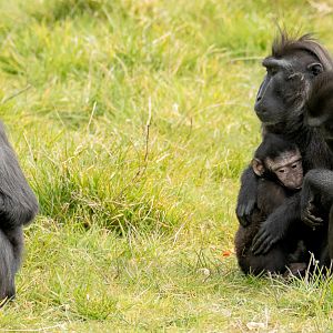 Sulawesi crested macaque : Whipsnade : 22 Mar 2025