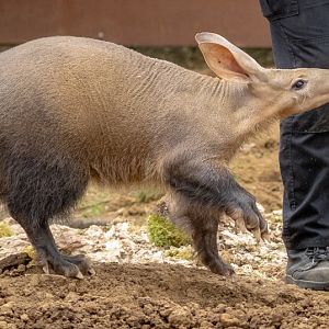 Aardvark : Whipsnade : 22 Mar 2025