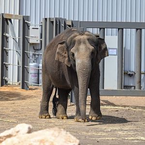 Asian elephant ‘Permai’