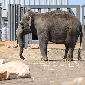 Asian elephant ‘Permai’
