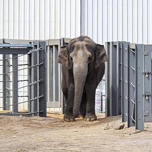 Asian elephant ‘Permai’