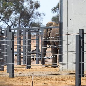 Asian elephant ‘Burma’