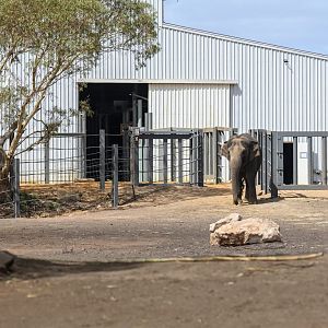 Asian elephant ‘Permai’