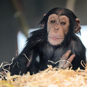 Chimpanzee ‘Happy’